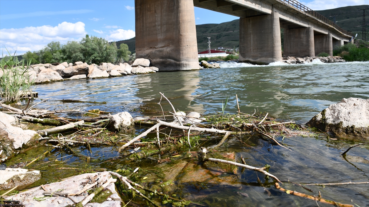 Kızılırmak'ta balık ölümleri görülmesi üzerine inceleme başlatıldı