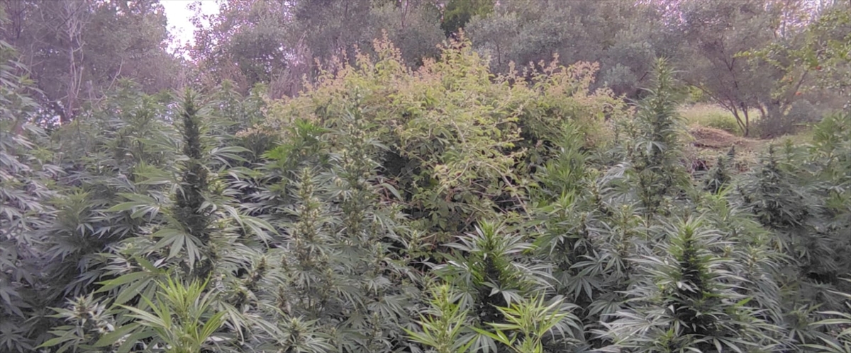 Osmaniye'de evinin bahçesinde Hint keneviri yetiştirdiği iddia edilen zanlı tutuklandı