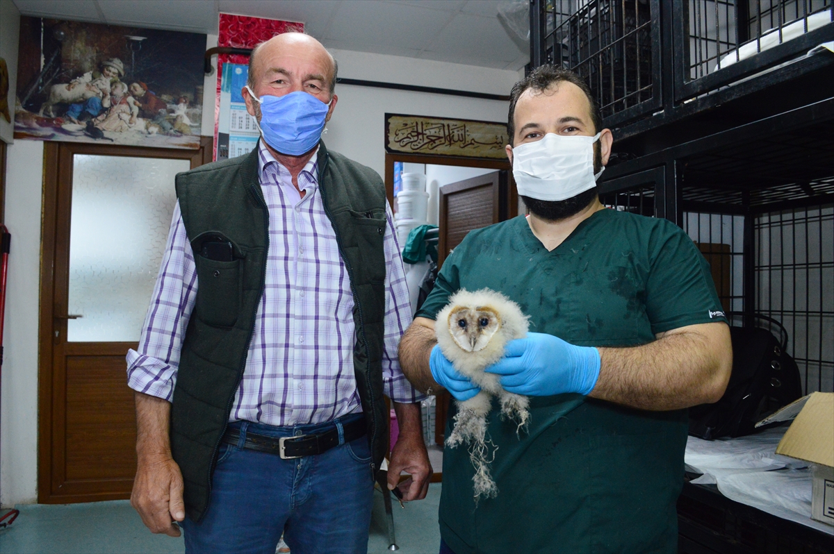 Sakarya'da çatı katında bulunan baykuş yavruları koruma altına alındı