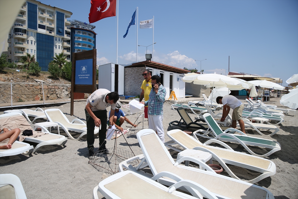 Alanya'da caretta caretta yavruları denizle buluşmaya başladı