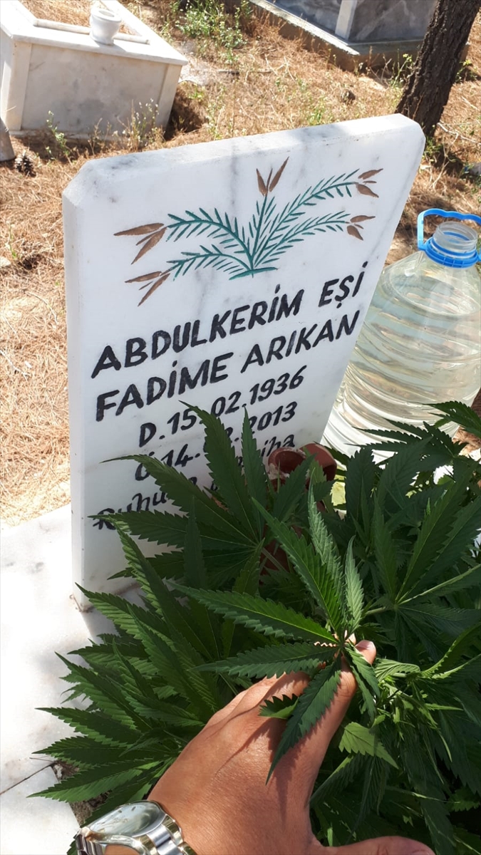 Anneannesi ile dedesinin mezarlarında Hint keneviri yetiştiren torun gözaltına alındı