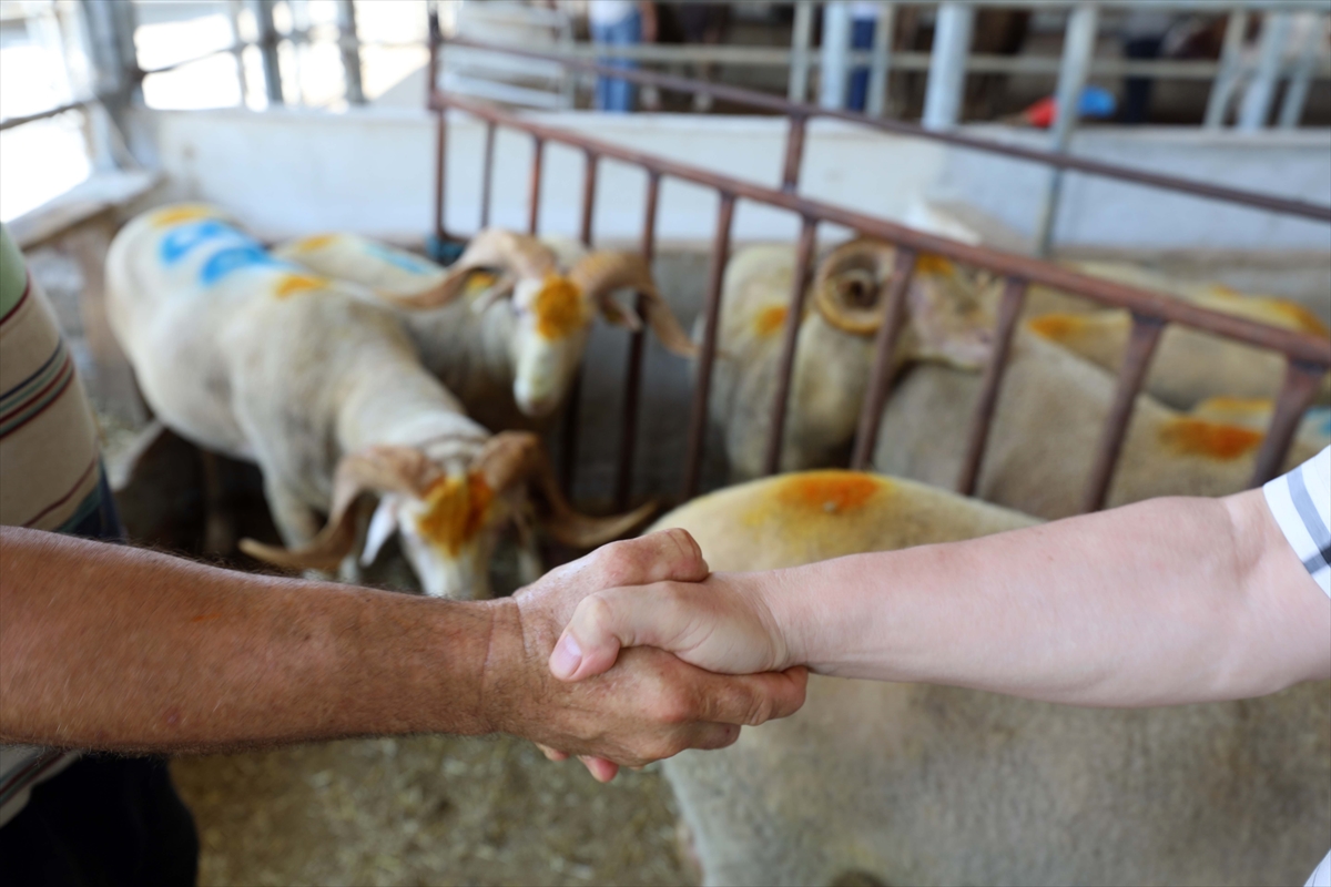 Edirne'de kurban pazarlarında arife günü hareketliliği yaşanıyor