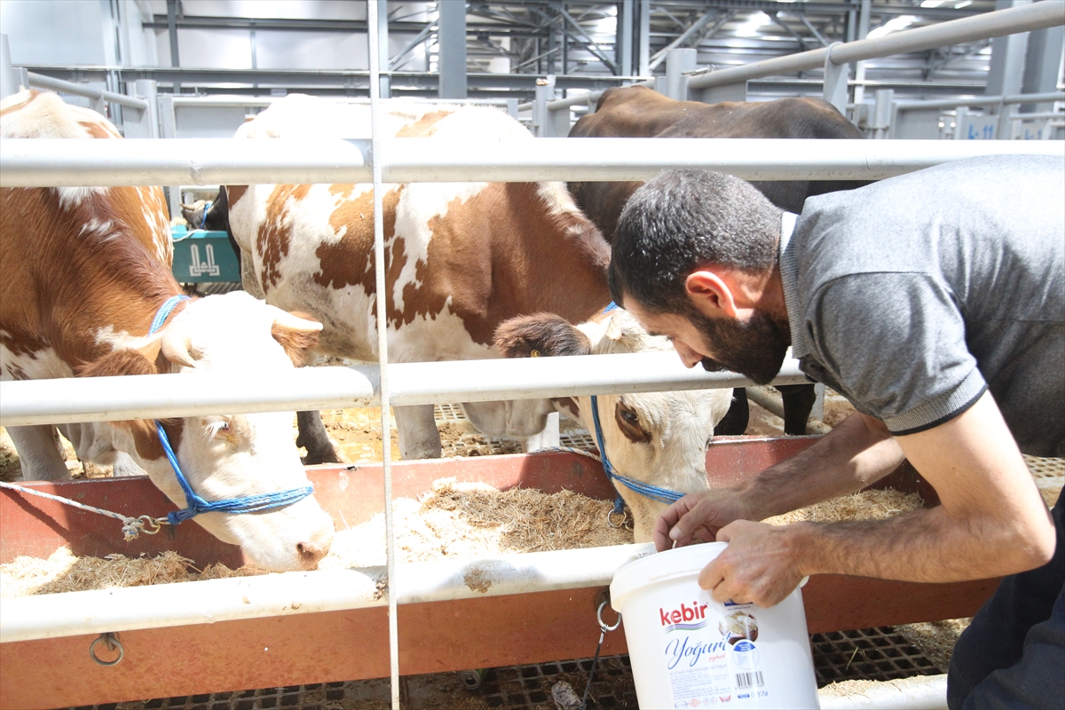 Erzurum'daki hayvan pazarlarında Kurban Bayramı hareketliliği sürüyor
