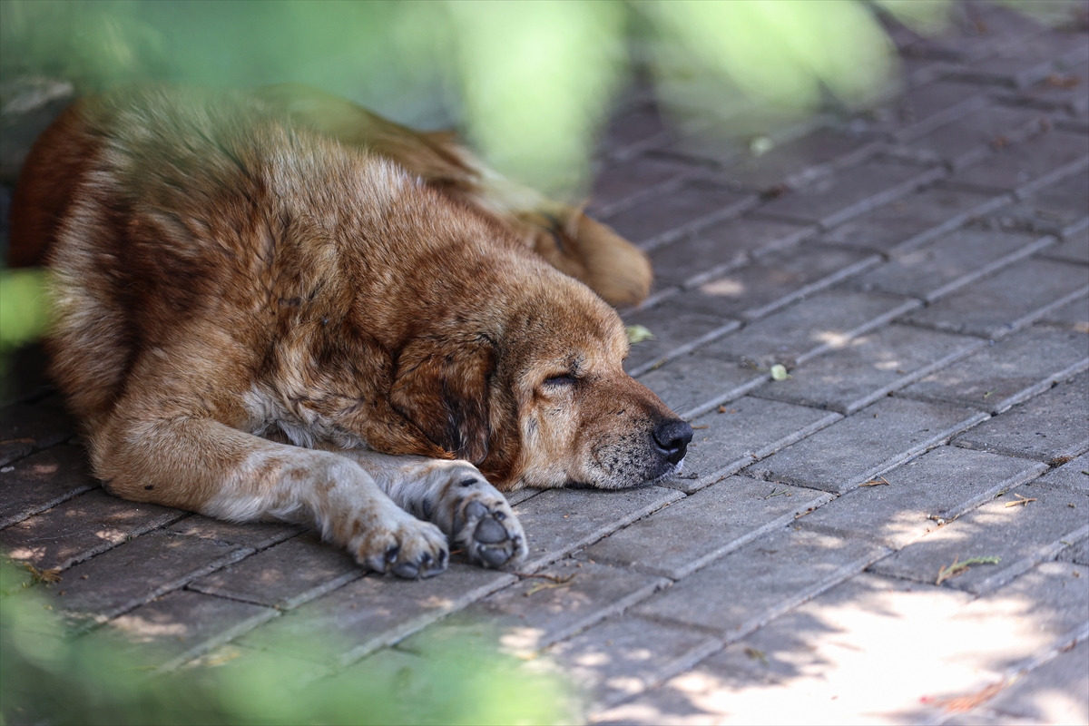 Hayvan barınaklarındaki cins köpek sayısı her geçen gün artıyor