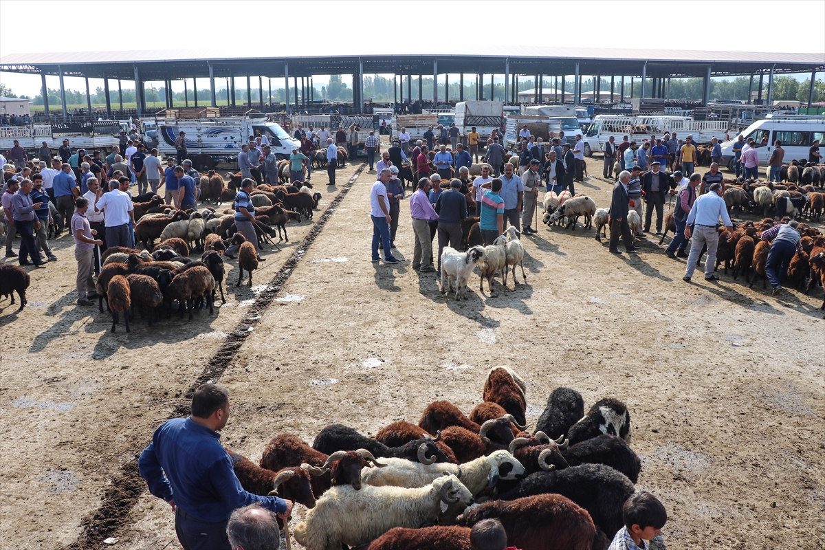 Iğdır Belediyesinin canlı hayvan pazarında Kurban Bayramı yoğunluğu yaşanıyor