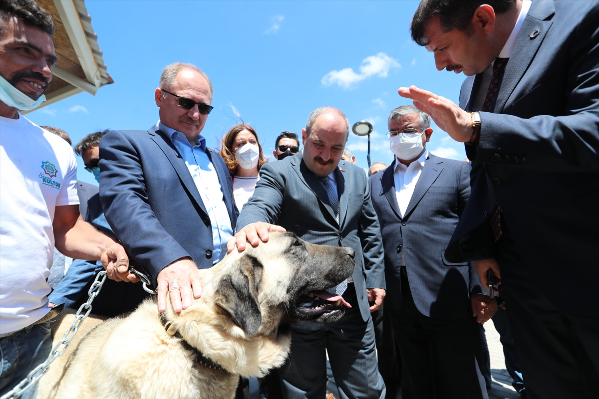Bakan Varank, Sivas kangal köpeğinin ırkını koruyacak merkezin açılışını yaptı