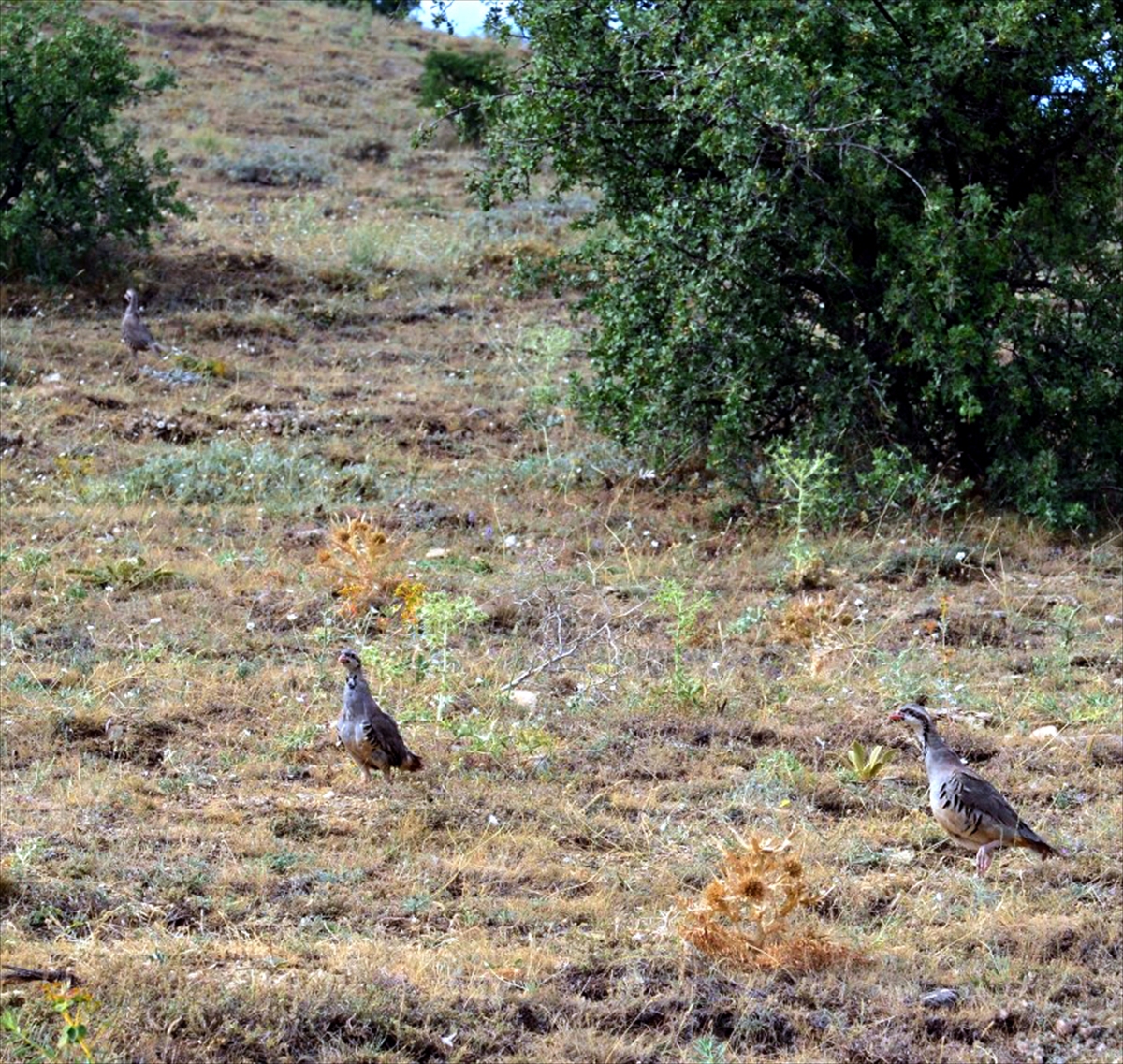 Kırşehir'de yaban hayatı çeşitliliğinin korunması için 425 kınalı keklik doğaya bırakıldı