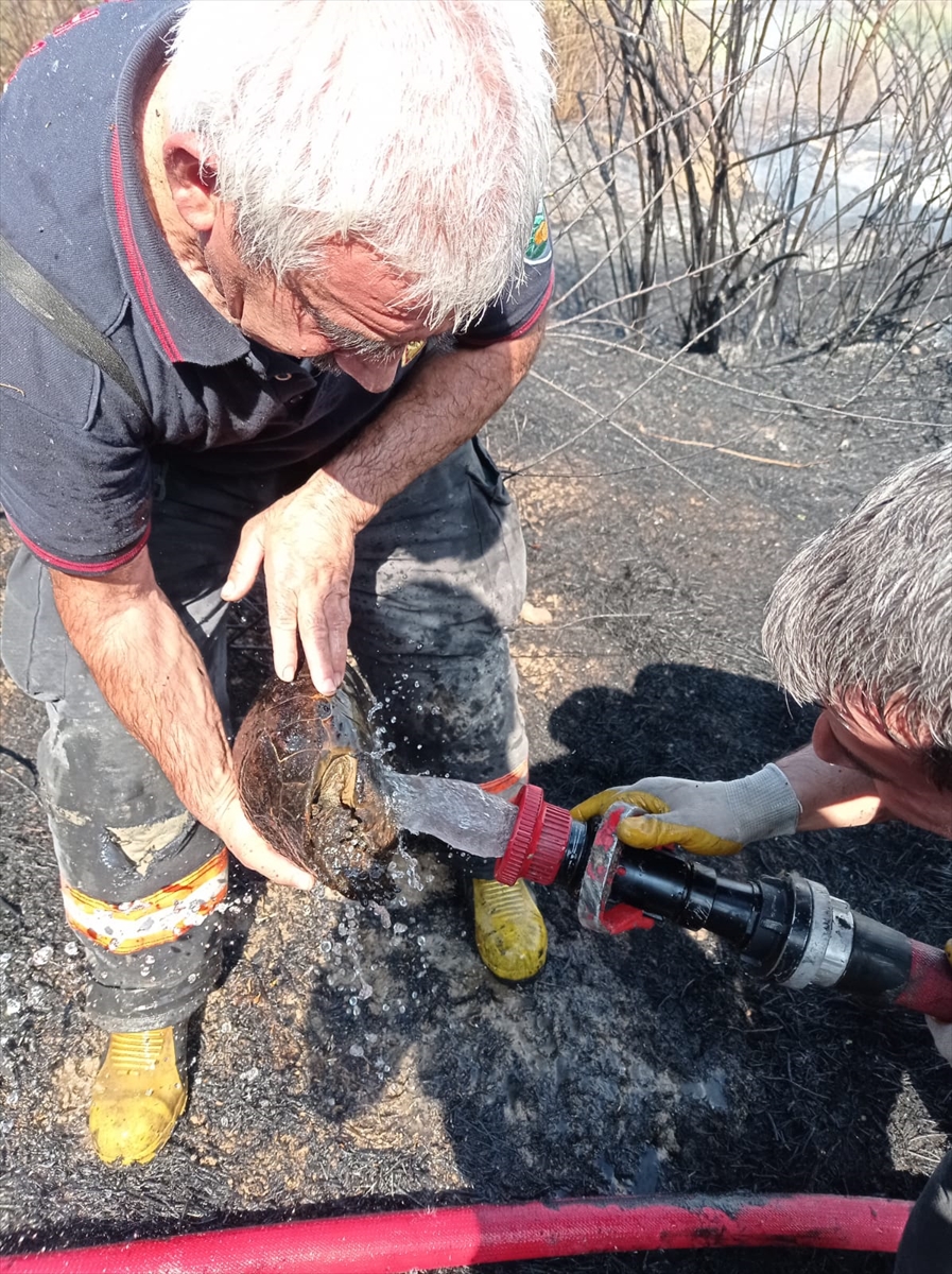 Malatya'da alevler arasında kalan kaplumbağayı itfaiye kurtardı