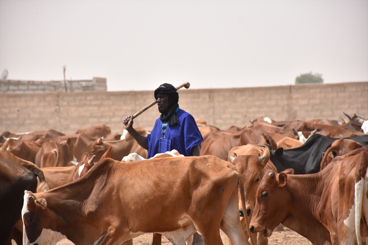TDV, 10 bin 500 hisse kurbanı Moritanya'daki ihtiyaç sahiplerine ulaştıracak