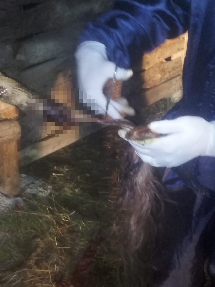 Tokat'ta 6 büyükbaş hayvanın kuyruğu kesildi