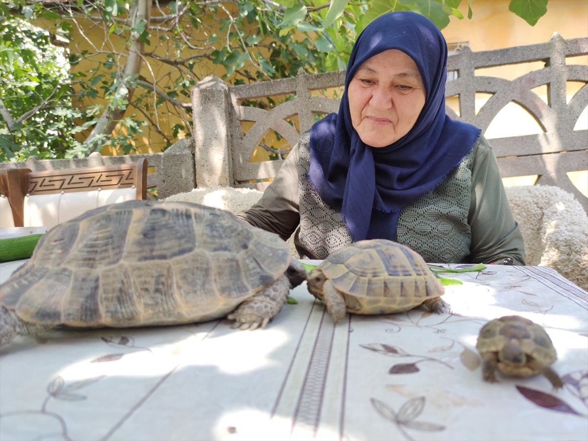 Amasyalı 71 yaşındaki Zekiye Artut bahçesindeki 3 kaplumbağaya özenle bakıyor: