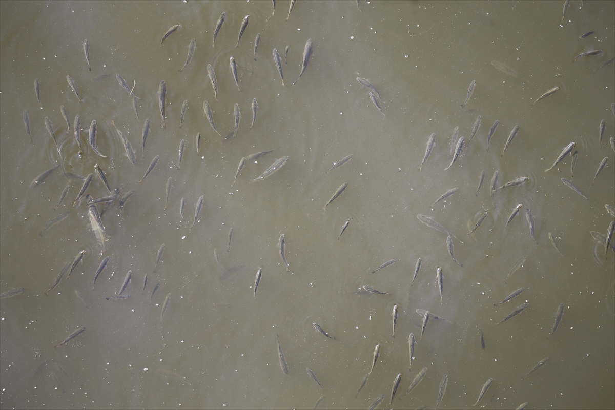 Asi Nehri'nde balık ölümleri görülmesi üzerine inceleme başlatıldı