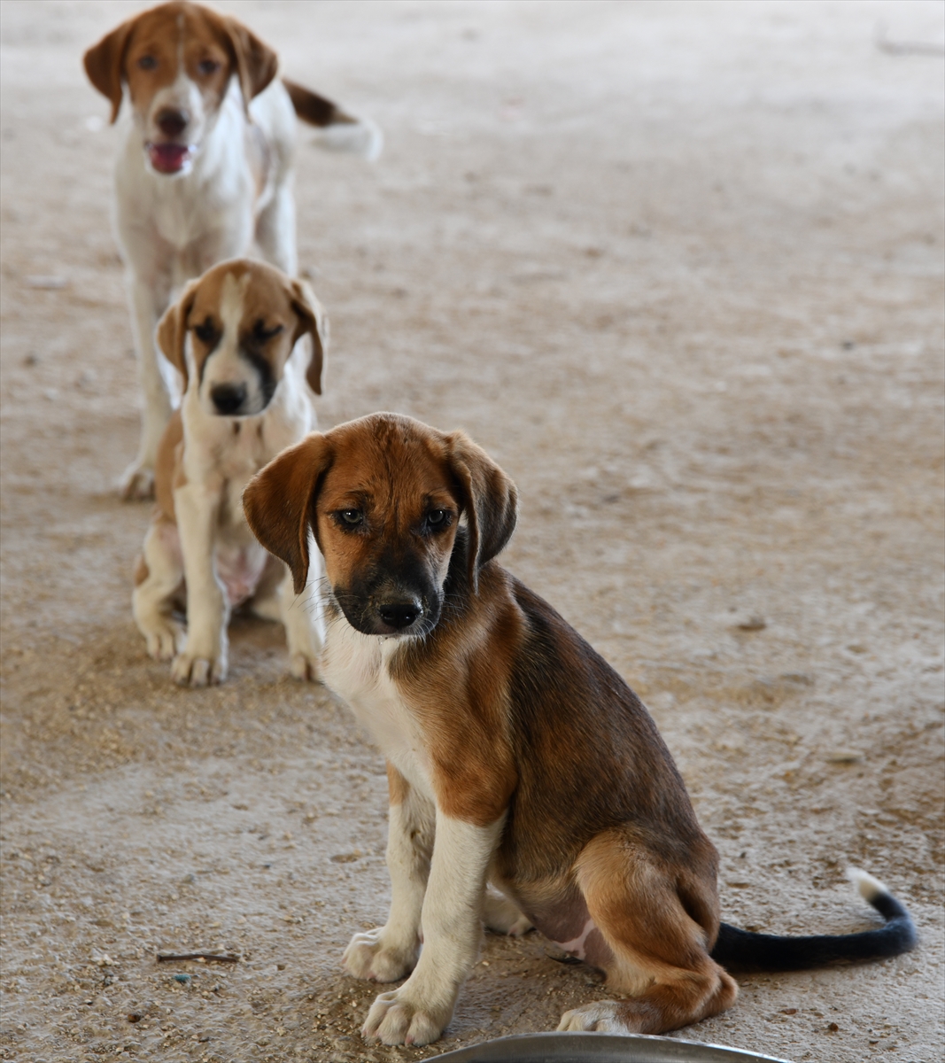 Kastamonu'daki selden kurtarılan 12 yavru köpeği sahiplendirilmek üzere Gaziantep'e götürdü