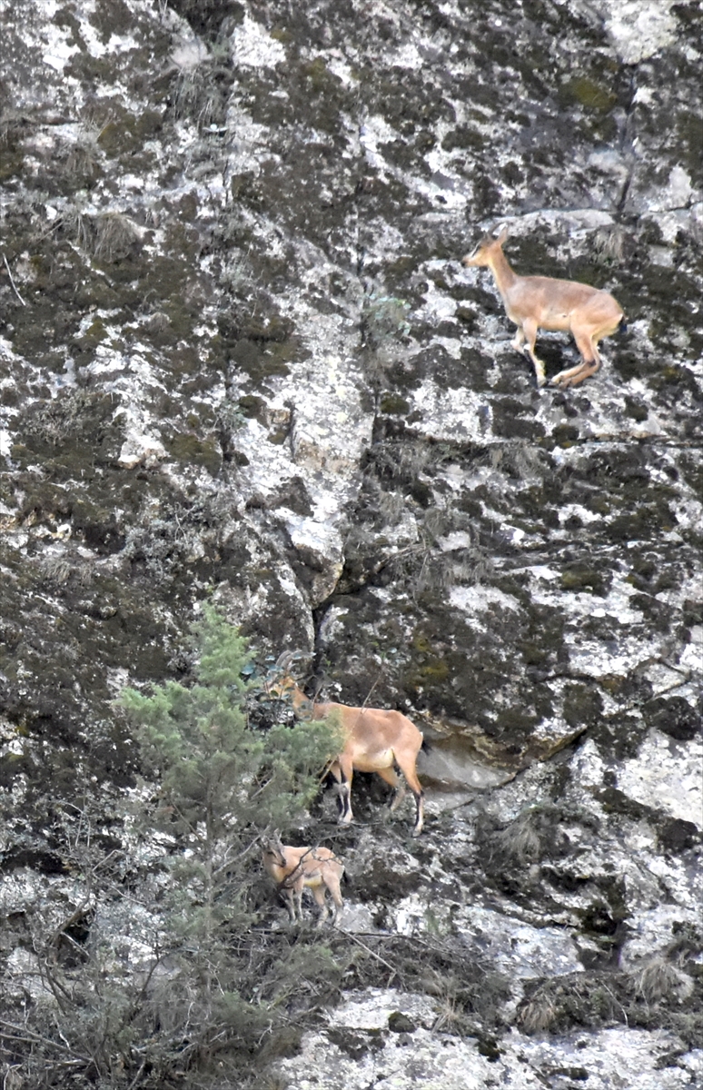 Koruma altındaki yaban keçileri Erzurum dağlarına güzellik katıyor