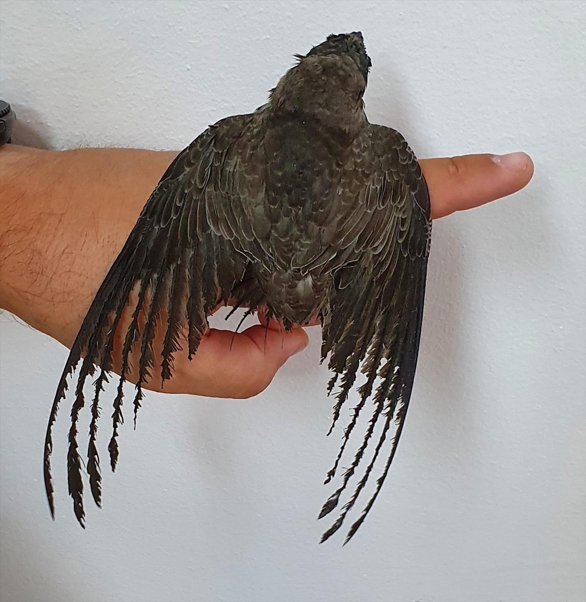 Marmaris'te 9 gün süren orman yangınında yaban hayvanları da kurtarıldı