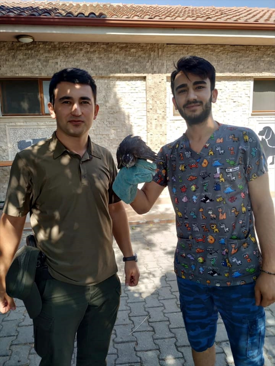 Marmaris'te orman yangınından yaralı kurtarılan hayvanların bir kısmının tedavisi tamamlandı