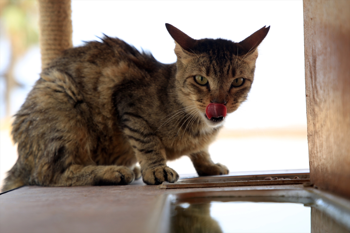 Mersin'de sahil bandındaki kedi evleri “can dostlara” yuva oldu