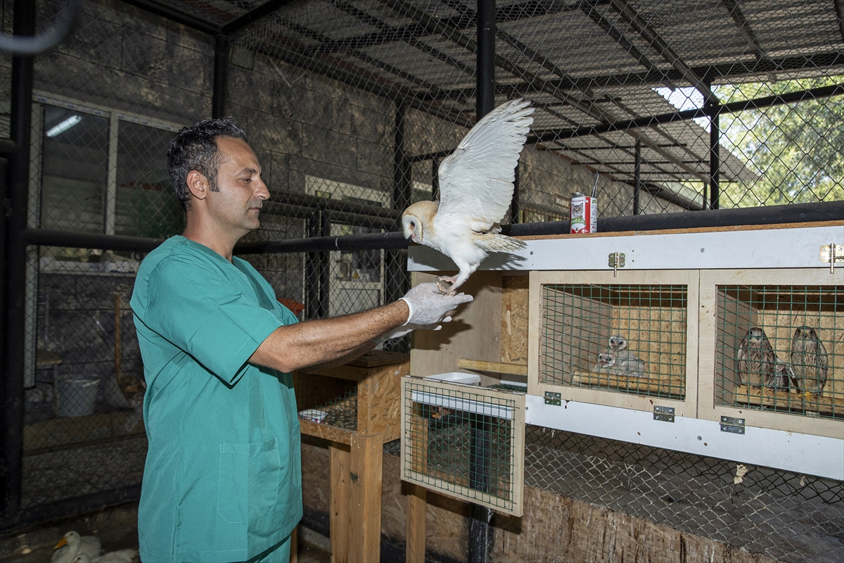 Mersin'de yaralı bulunan peçeli baykuş yavrusu tedaviye alındı