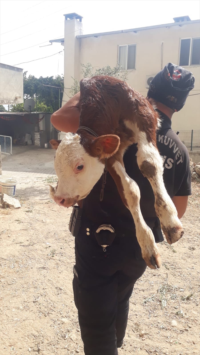 Milas'taki yangın bölgesinde mahsur kalan buzağıyı polis ekibi kurtardı