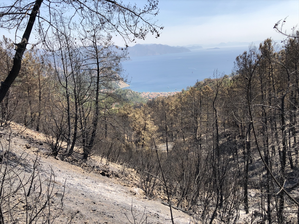Muğla'daki yangınların yaban hayatı üzerindeki etkileri araştırılıyor