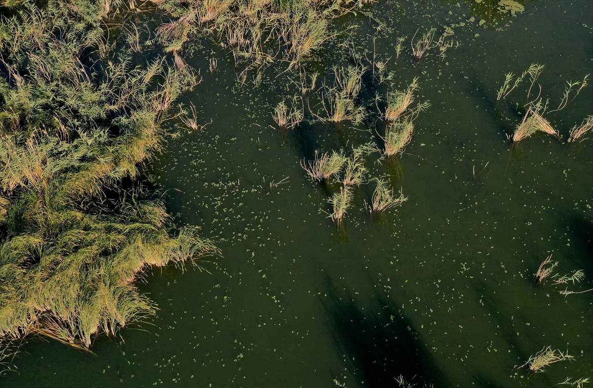ODTÜ Eymir Gölü'nde siyanobakterideki aşırı artışı anbean takip edip önlem alıyor