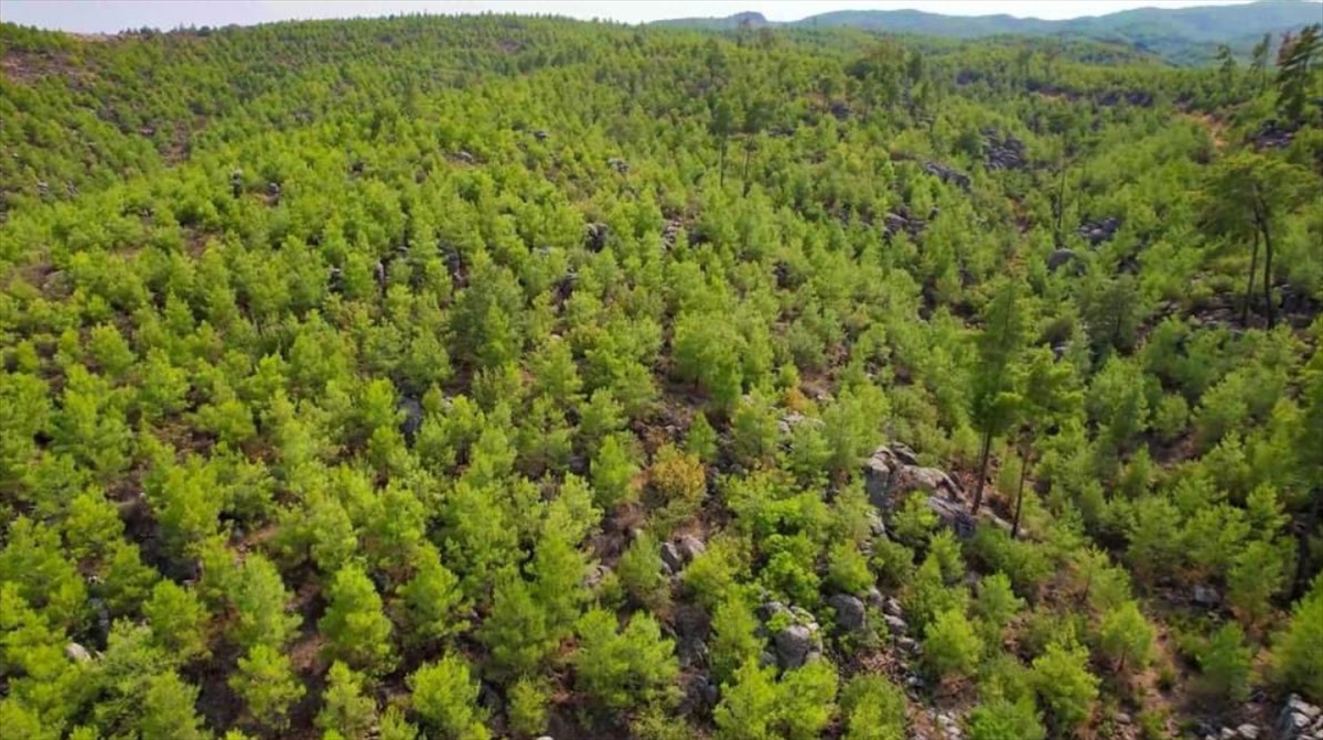 Orman Genel Müdürlüğü, Antalya'da 13 yıl önce yanan ormanlık alanın son halini paylaştı