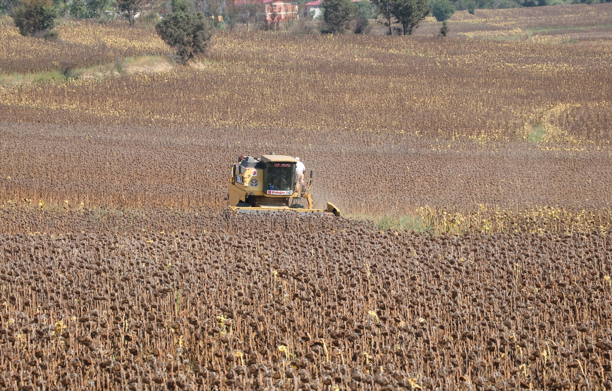 Samsun'da ayçiçeği hasadına başlandı