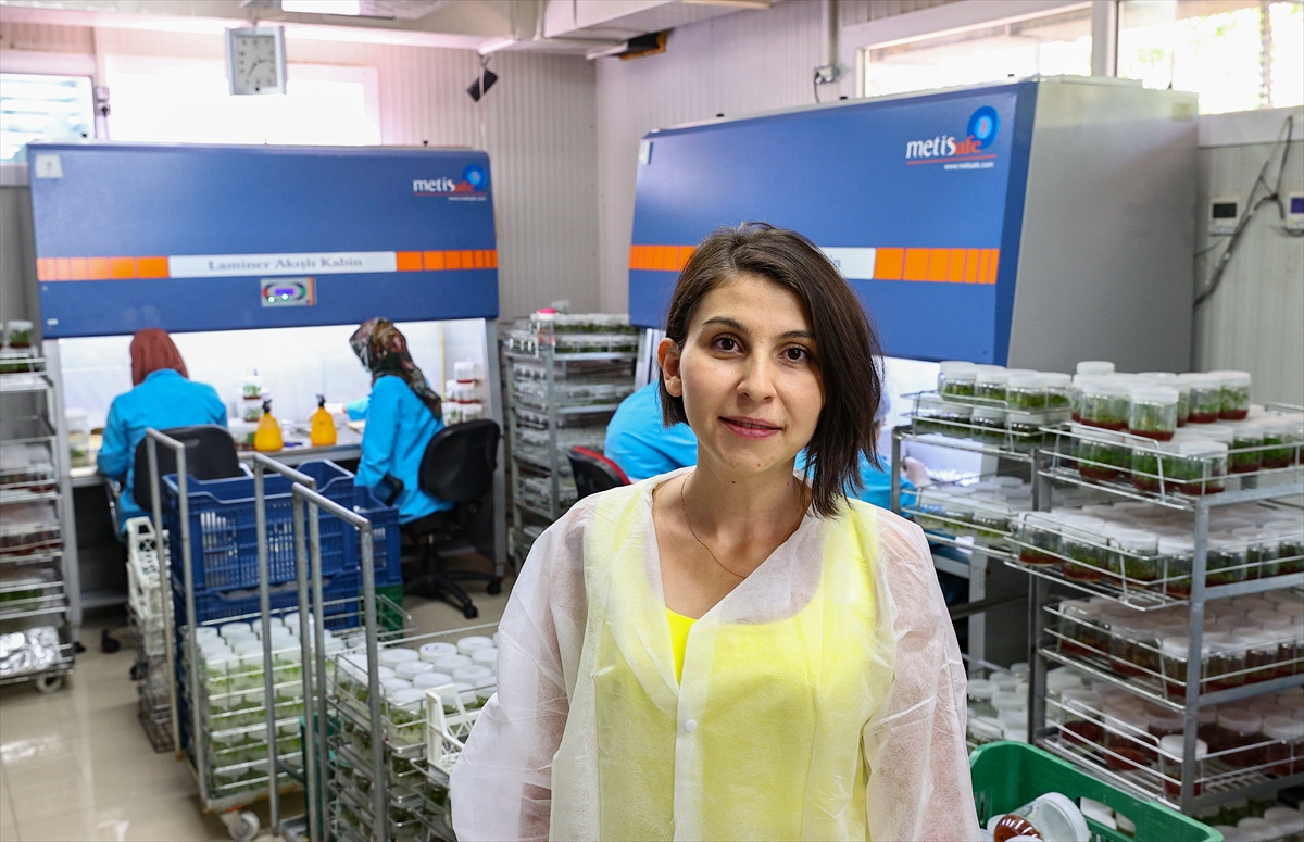 Şeftalide verim ve kalite “yerli anaç” ile artacak