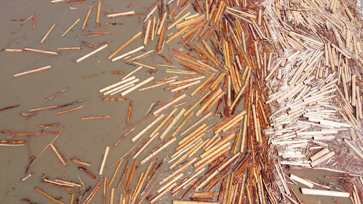 Sinop'ta selin denize sürüklediği 35 bin ton tomruk teknelerle toplanıyor