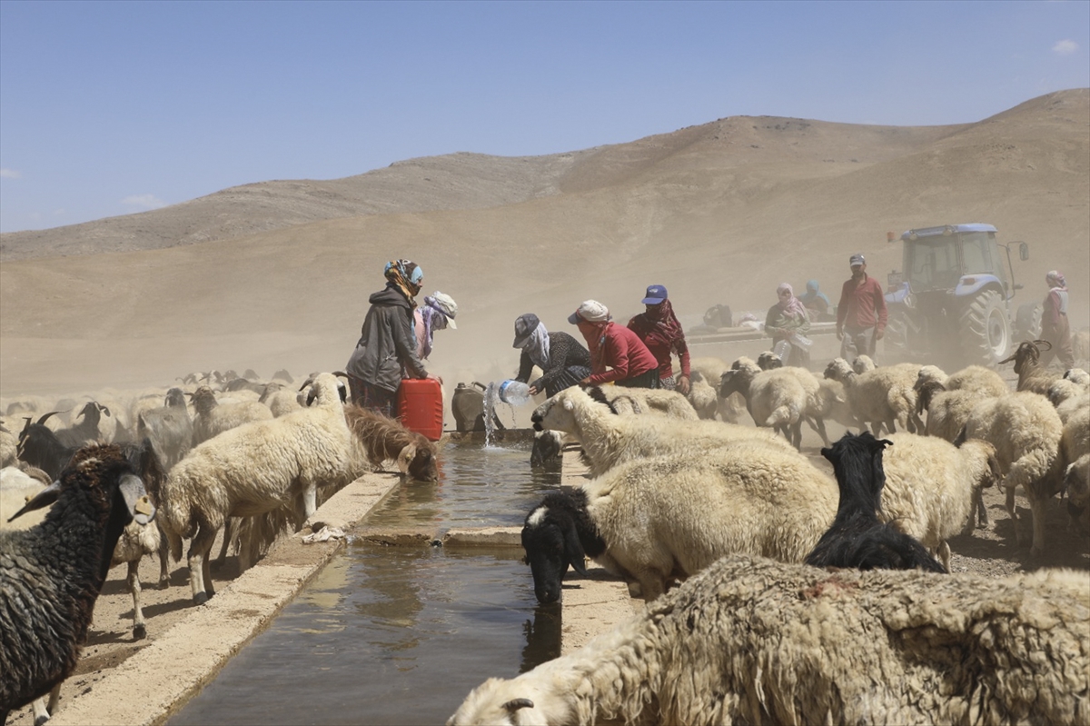 Van'da çiftçiler yayladaki hayvanlarının suya kavuşmasını halay çekerek kutladı