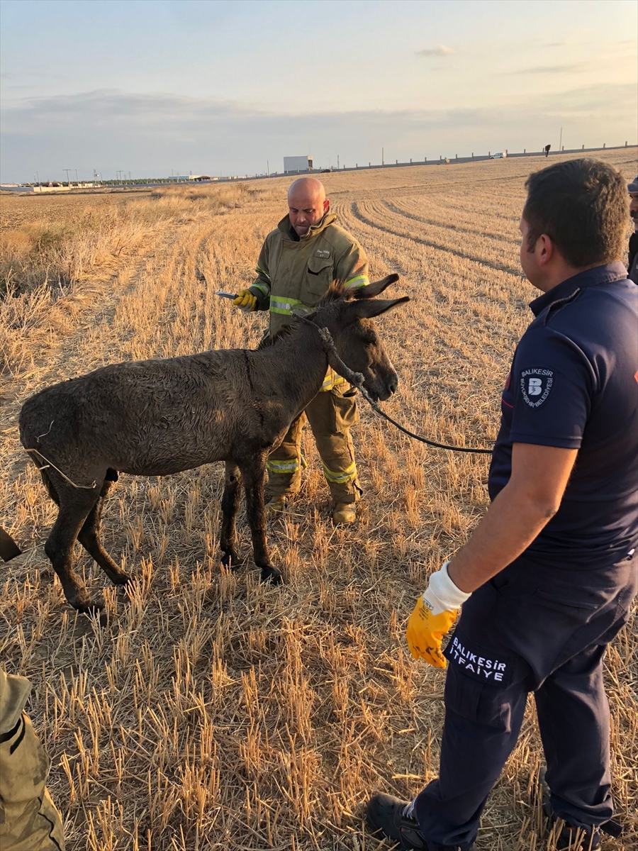 Balıkesir'de çukurda mahsur kalan eşeği itfaiye kurtardı