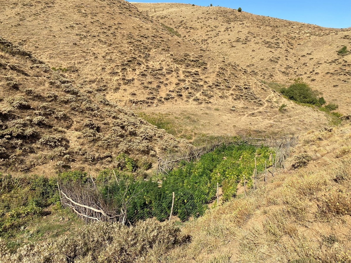 Bingöl'de 7 bin 620 kök kenevir ve 27 kilogram esrar ele geçirildi