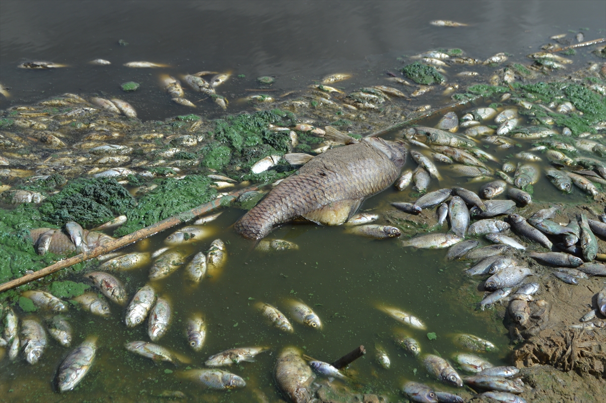 Kırklareli'nde gölete hayvan atığı bırakan çiftliğe 96 bin 525 lira ceza yazıldı