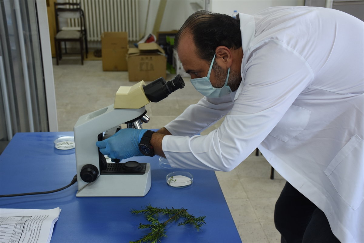 Porsuk ağacında kanser hücrelerini küçültüp yok eden ilaç bileşiği tespit edildi