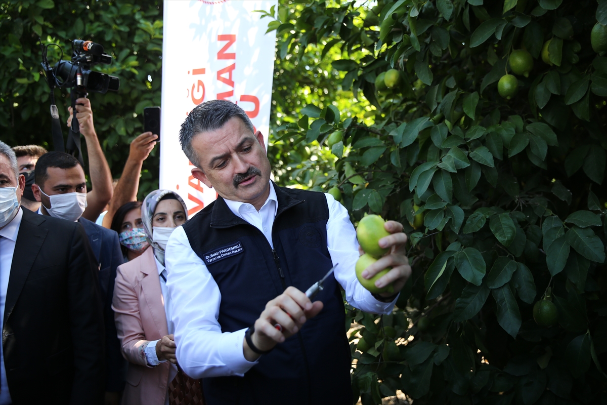 Tarım ve Orman Bakanı Bekir Pakdemirli, Adana'da limon hasadına katıldı
