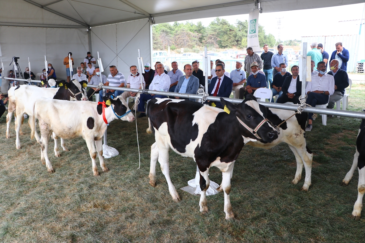 Tekirdağ'da “Buzağı Güzellik Yarışması” yapıldı