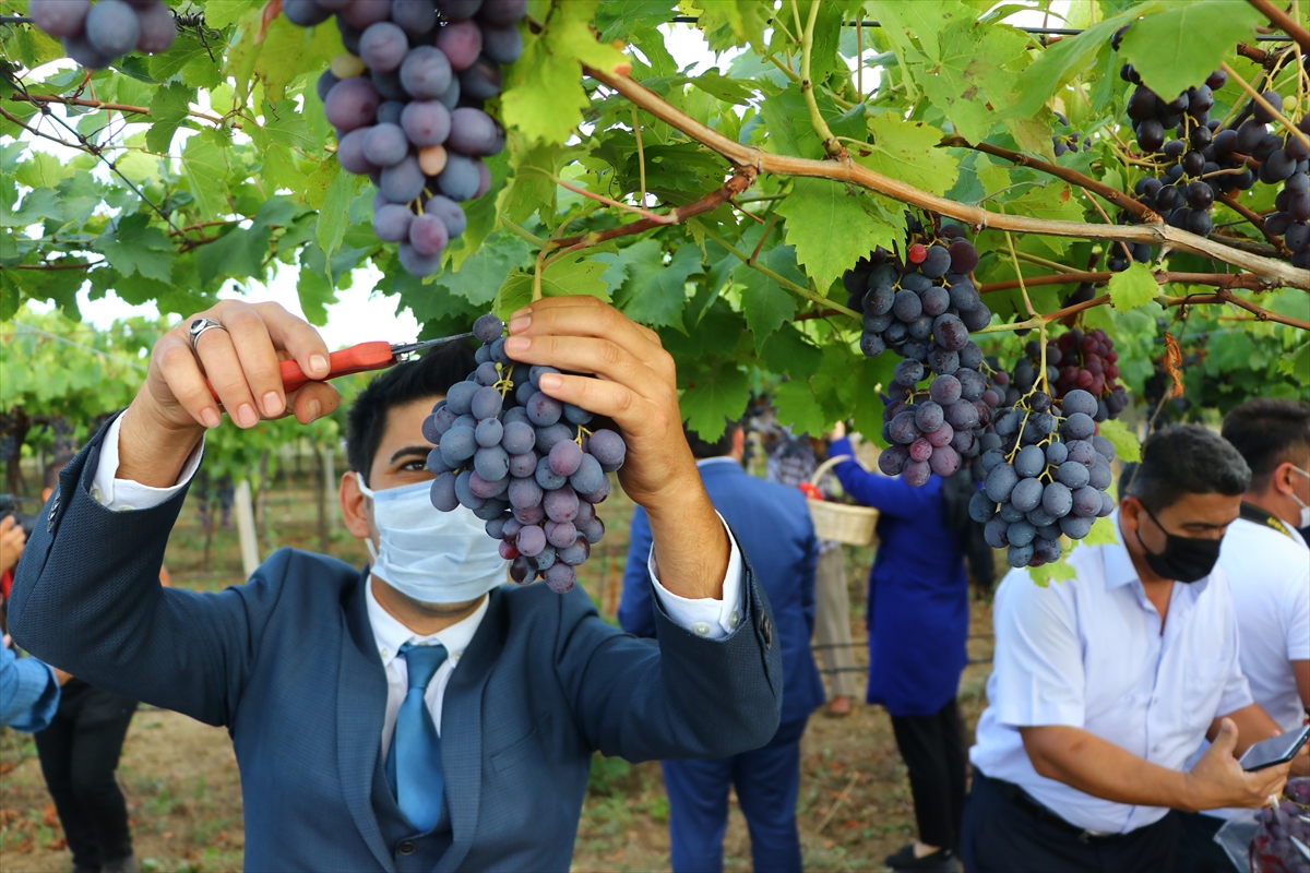 Tekirdağ'da “Üzüm Çeşit Tanıtımı ve Bağ Bozumu” etkinliği düzenlendi