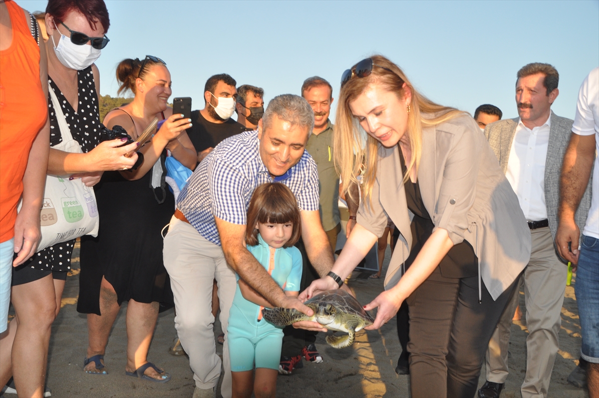 Uydu takip cihazı takılan 3 caretta caretta denize salındı