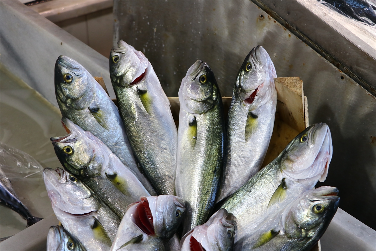 Marmara'da lüfer bollaştıkça tezgahtaki fiyatı da düşüyor