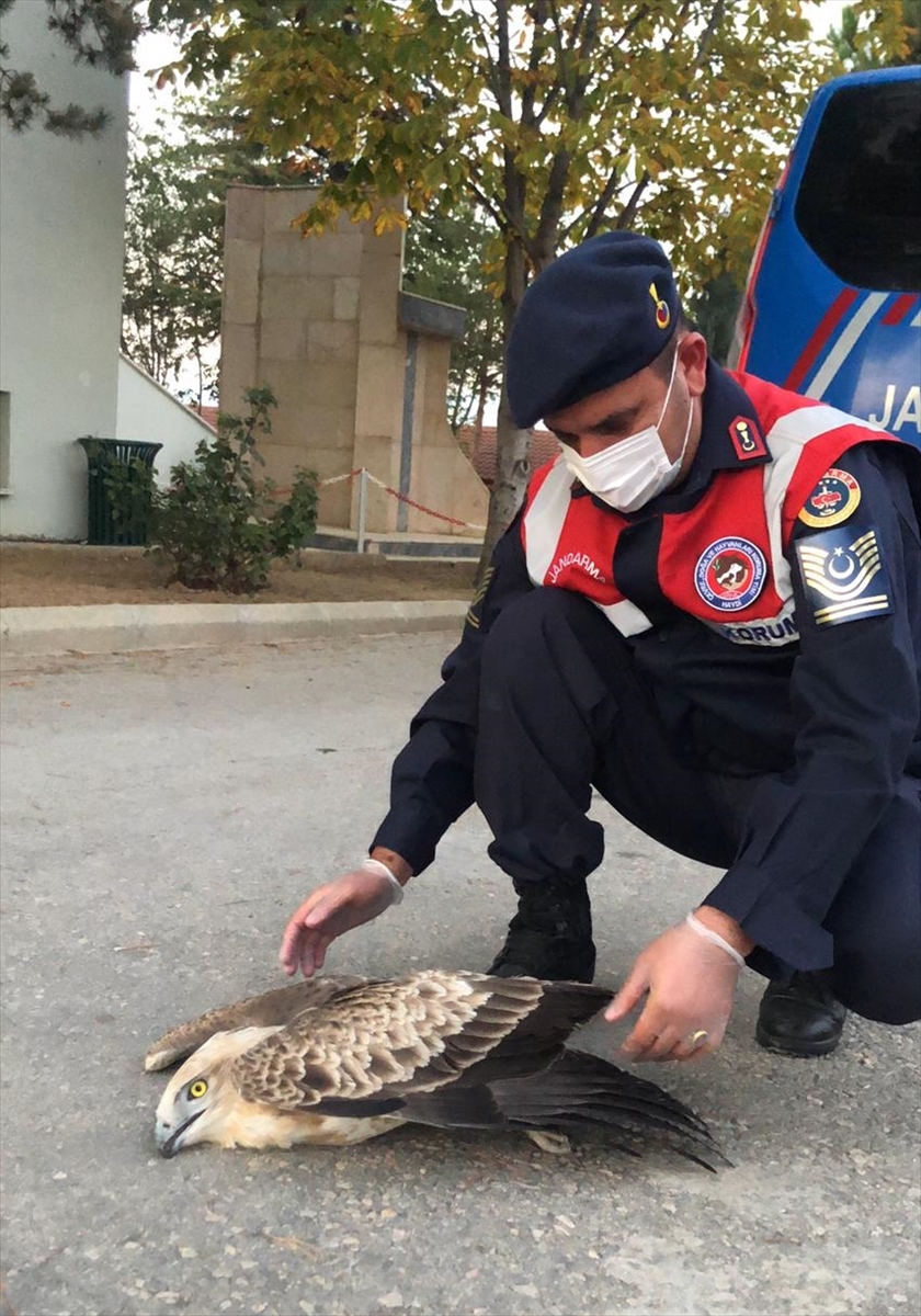 Tokat'ta jandarmanın bulduğu yaralı yılan kartalı tedavi altına alındı