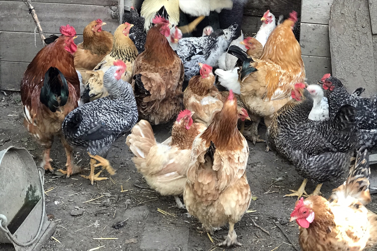 Belçika'da kuş gribi tespit edildi