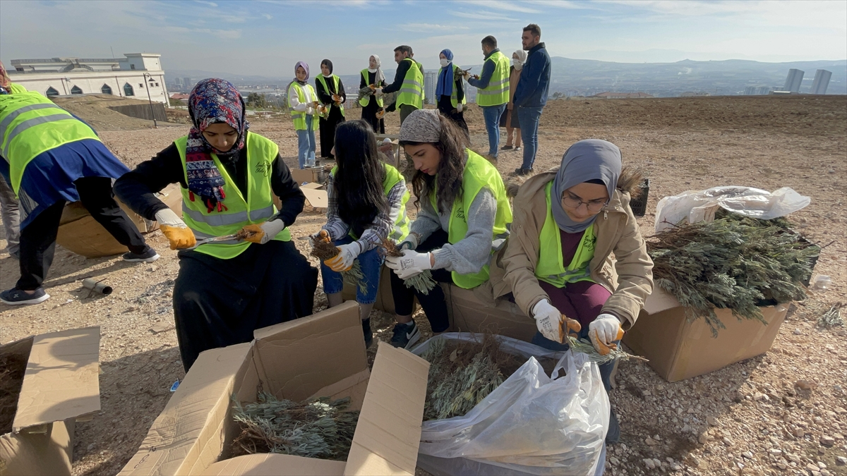 Elazığ'da gençler yetiştirdiği 40 bin lavanta fidesini topraklarla buluşturdu