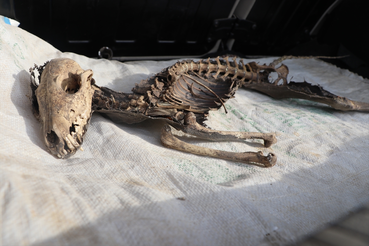 Iğdır Üniversitesi, kentteki kazıda bulunan hayvan iskeletinin türünü araştıracak