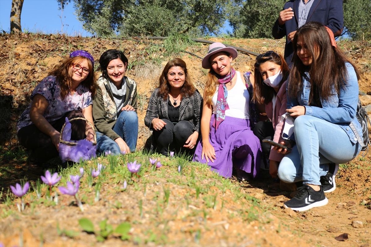 Muğla'nın iklimine uyum sağlayan safranın hasadı yapıldı