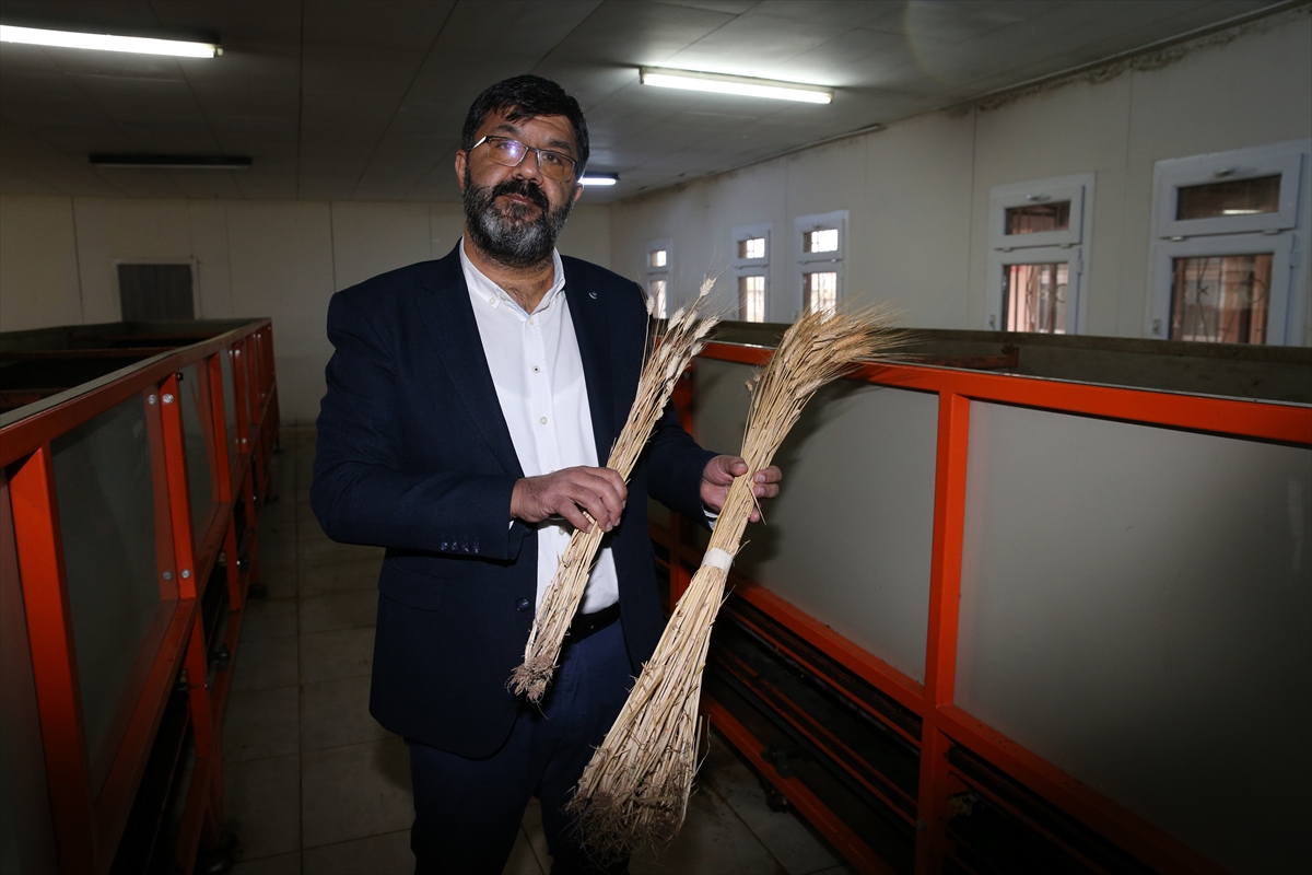 Solucan gübresi patates ve buğdayda rekolteyi artırdı