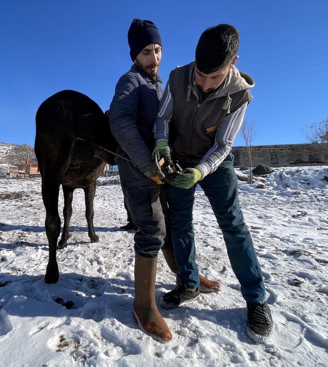 Çıldır Gölü'nün atlı kızakçıları sezon için atlarını nallamaya başladı