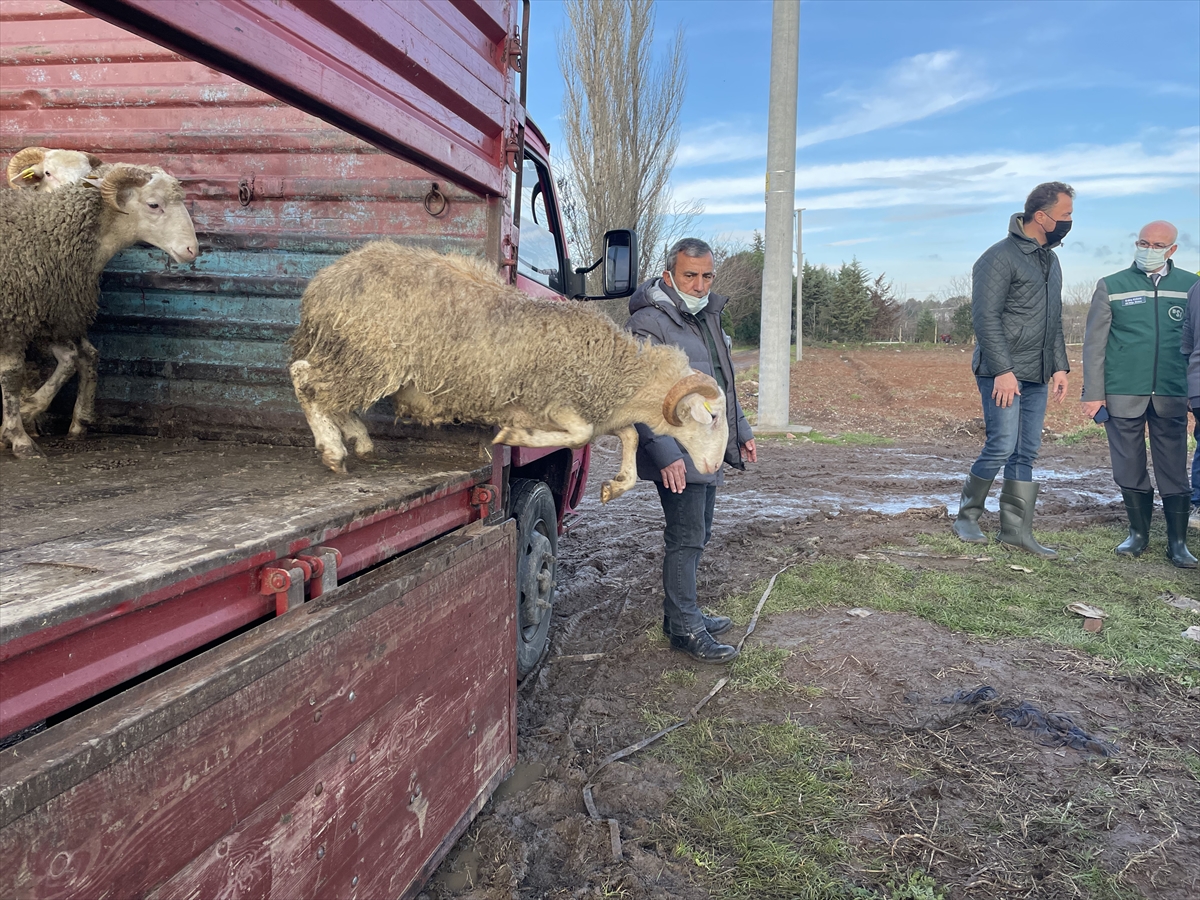 Kırklareli'deki taşkında koyunları telef olan besiciye devletten yardım eli