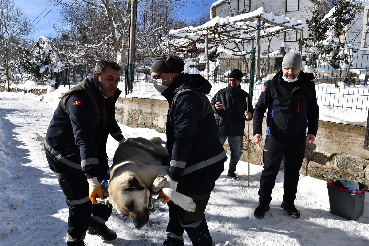 Osmangazi Belediyesi ekipleri Uludağ'da sokak hayvanları için yiyecek bıraktı