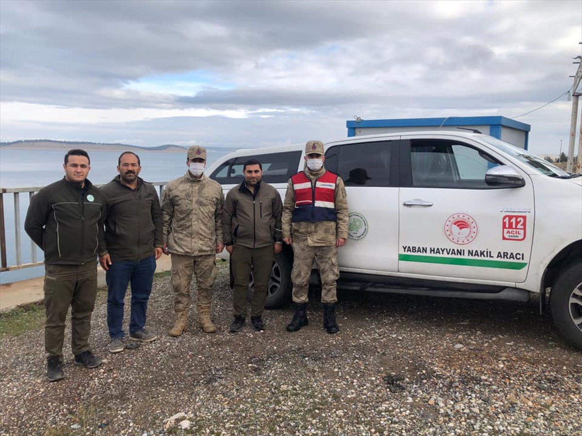 Şanlıurfa'da nesli tükenme tehlikesi altındaki çizgili sırtlan yolda ölü bulundu