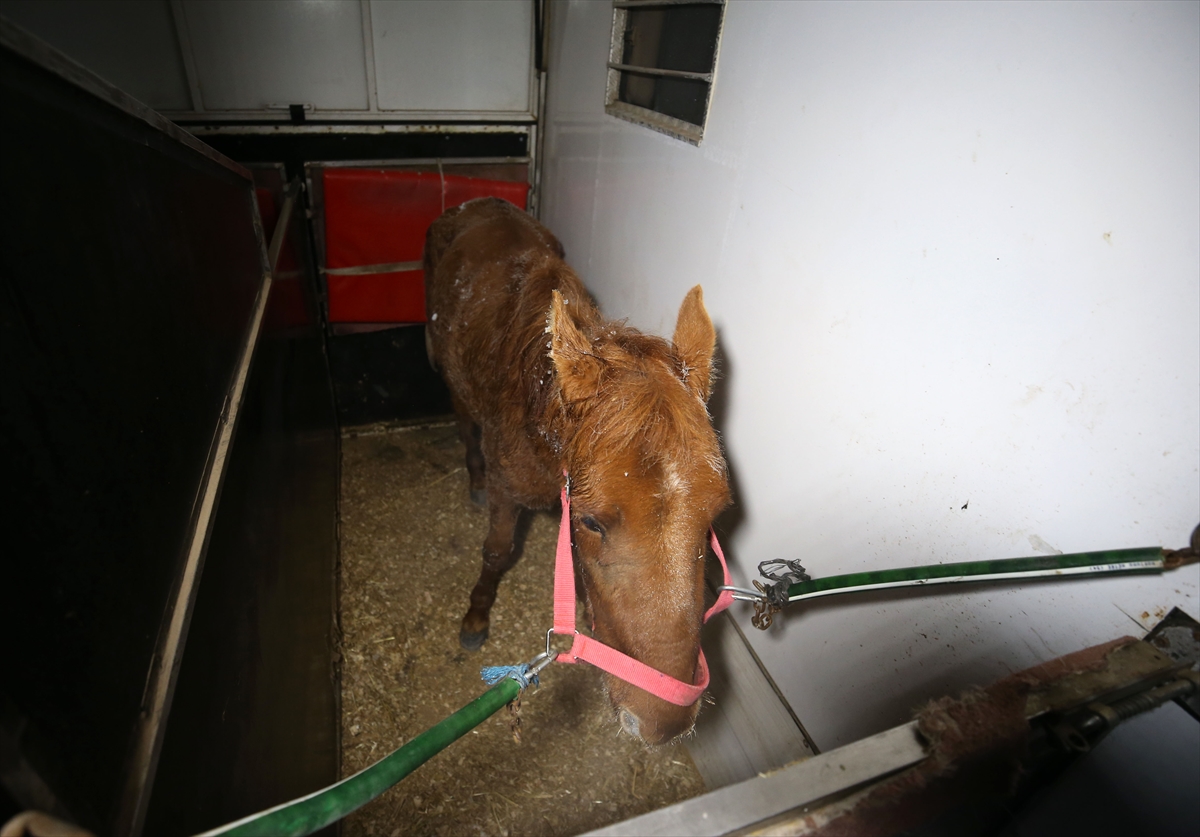 Tırın çarpması sonucu yaralanan ata, Muş Valisi Gündüzöz sahip çıktı